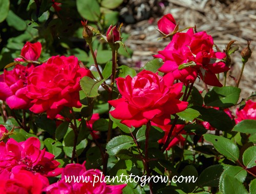 Double Knockout Red Rose